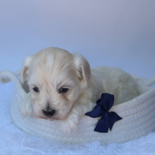 Orwell - Available Now