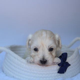 Orwell - Available Now