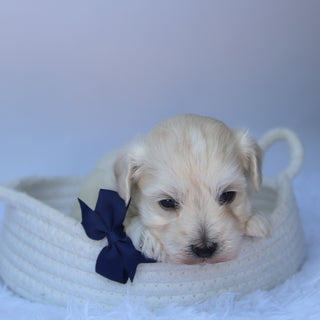 Orwell - Available Now