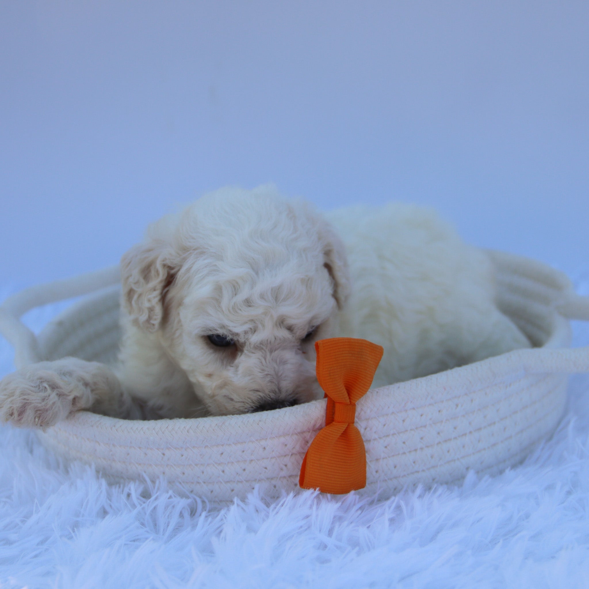 Why Choose Happytail Puppies