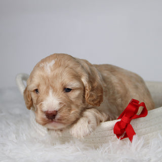 Theodor - Available Now