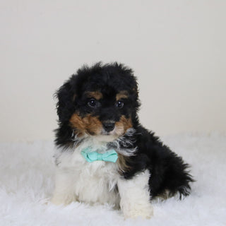 Elliot - Available Now