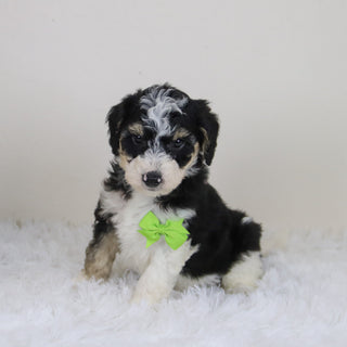 Emerson - Available Now