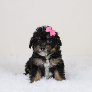 Laura - Available 11/12