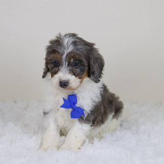 Rhett - Available Now