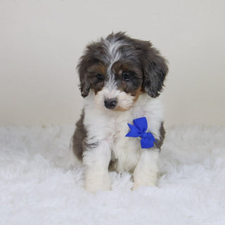 Rhett - Available 11/12