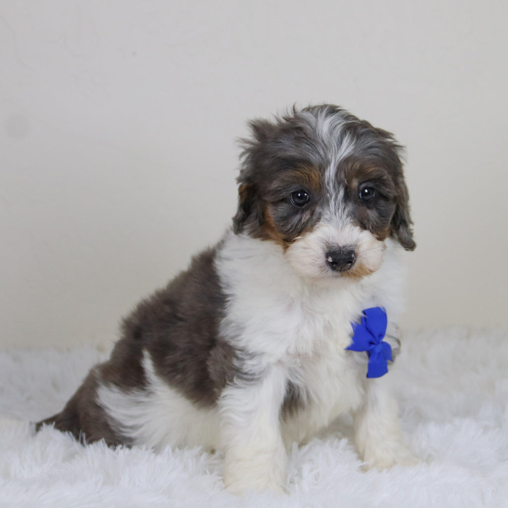 Rhett - Available Now