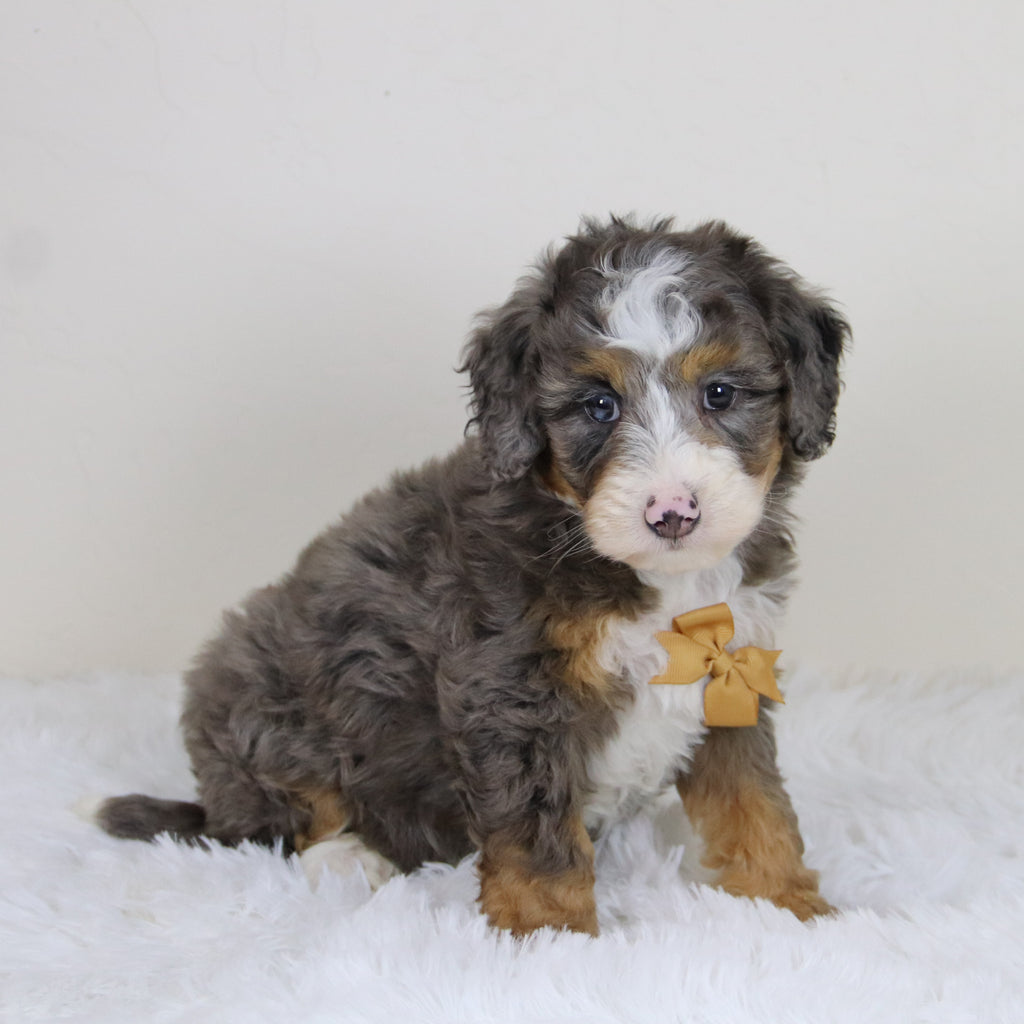 Pedro - Available 11/12