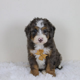 Pedro - Available 11/12