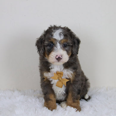 Pedro - Available 11/12