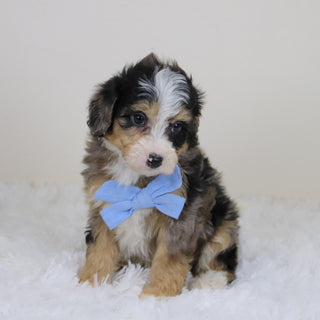 Blake - Available 11/12