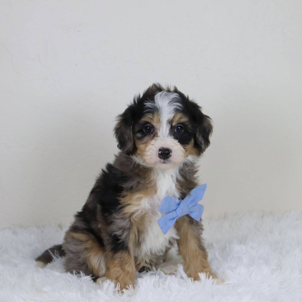 Blake - Available Now