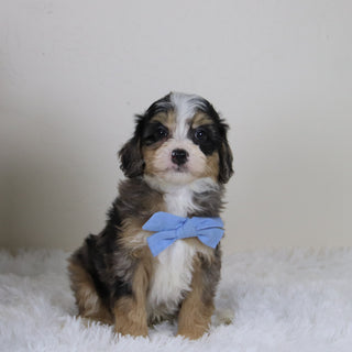 Blake - Available 11/12