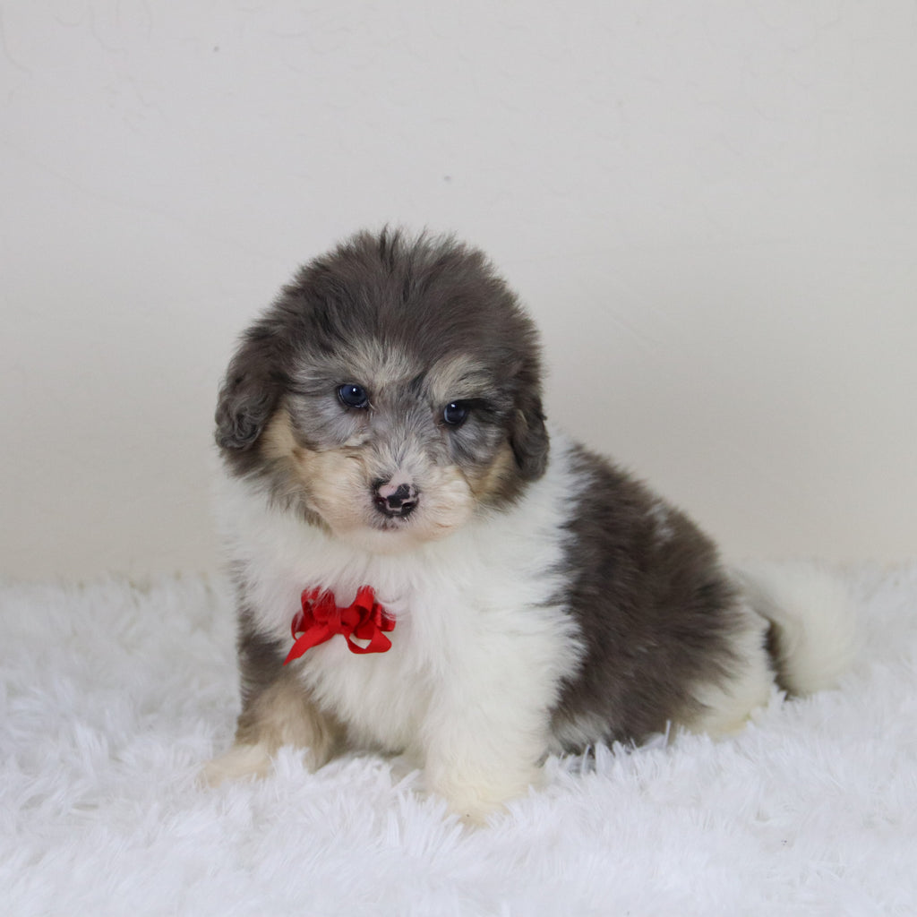 Oswald - Available Now