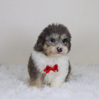 Oswald - Available Now