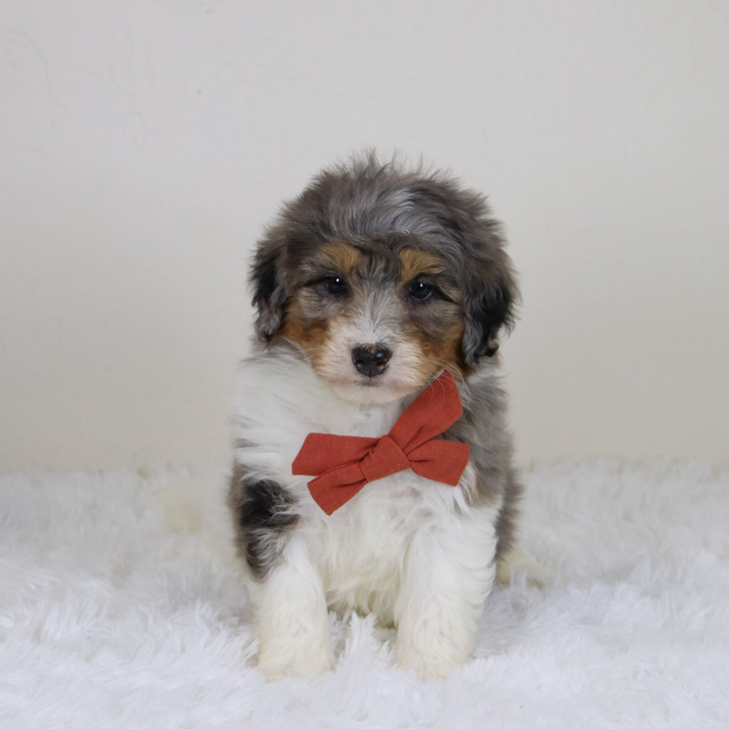 Thomas - Available Now