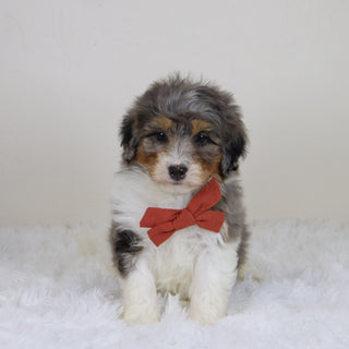 Thomas - Available Now