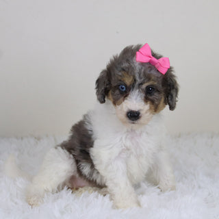 Georgia - Available 11/12