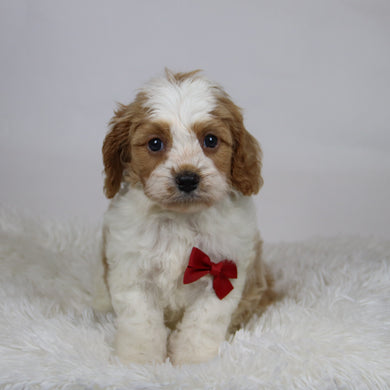 Rocco - Available 12/3