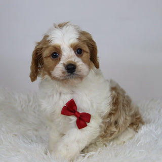 Rocco - Available 12/3