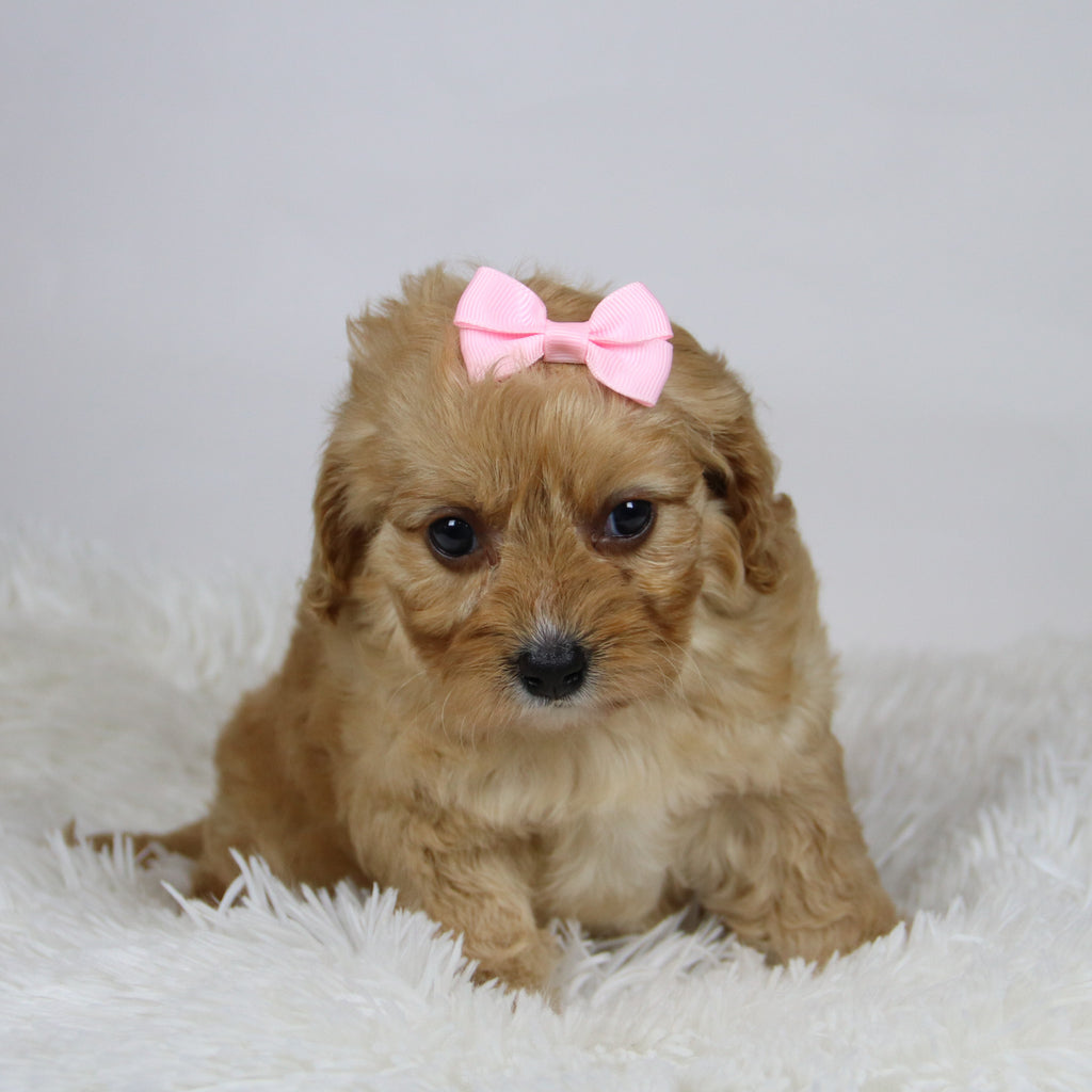 Pine - Available Now