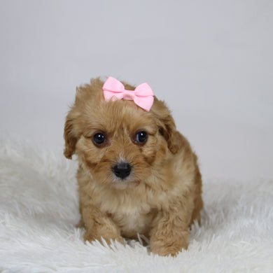 Pine - Available 12/3