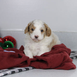 Bray - Available 1/14