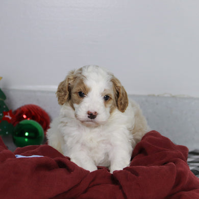 Bray - Available 1/14