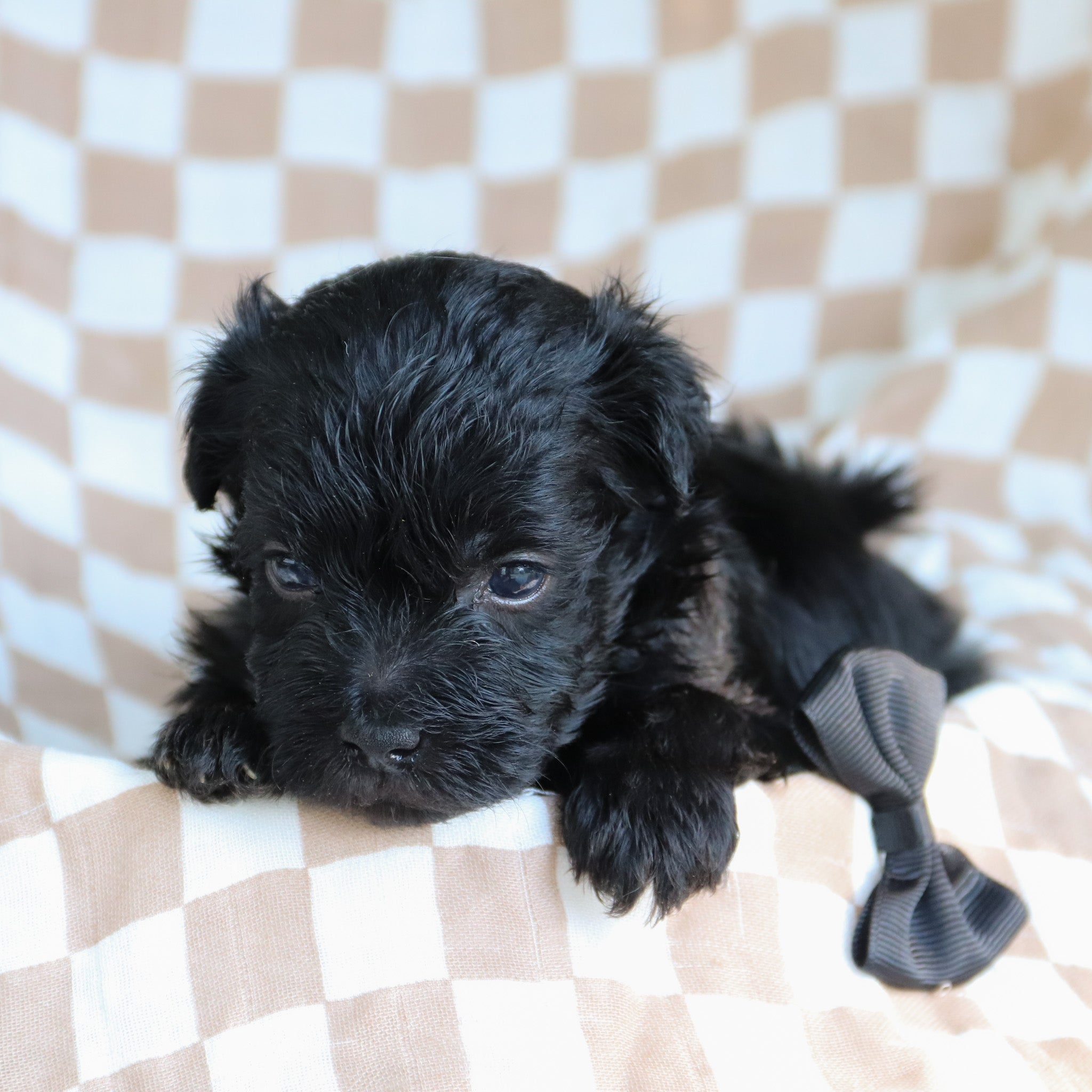 Why Choose Happytail Puppies