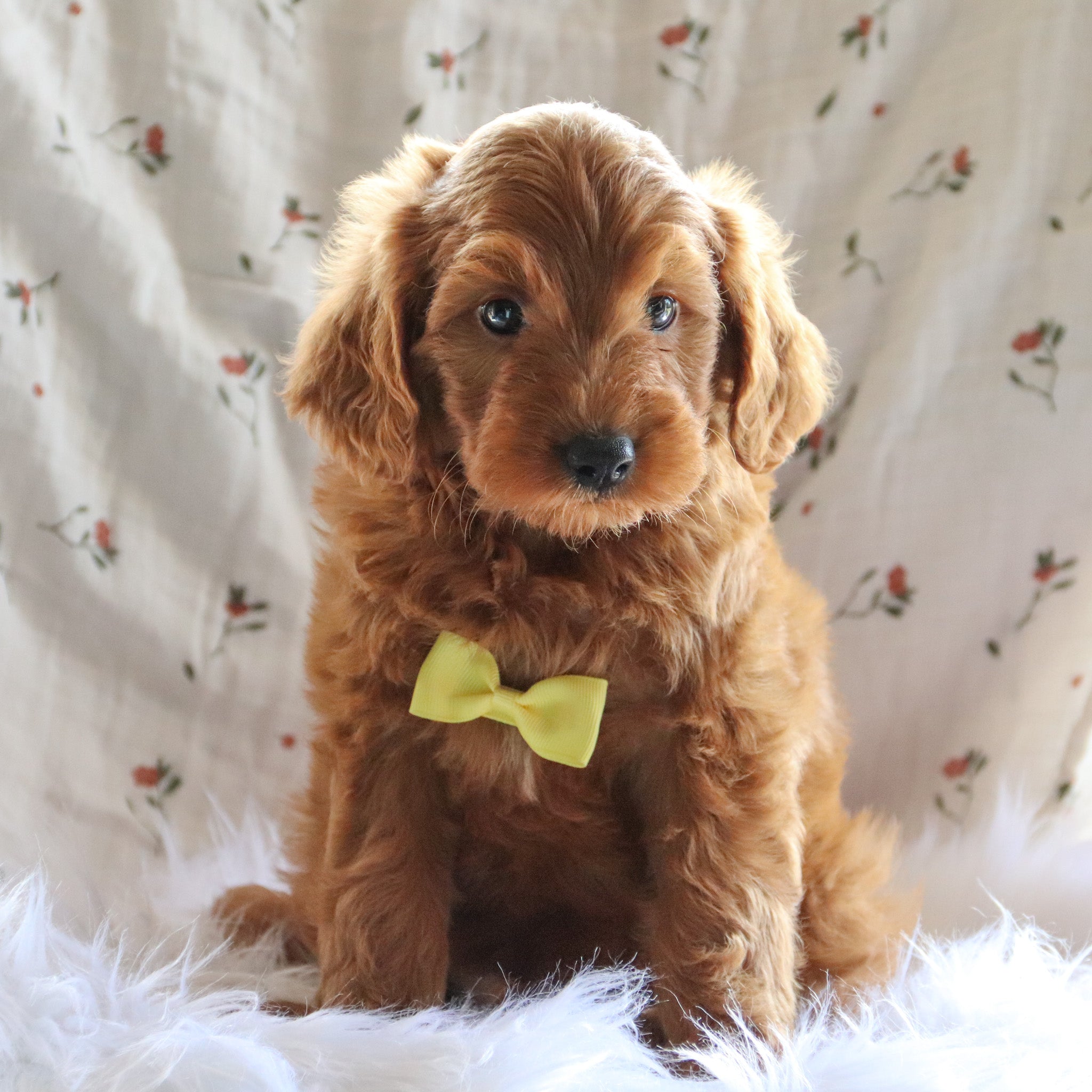 Puppies for sale in Austin, Texas
