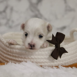 Bruce - Available 12/31