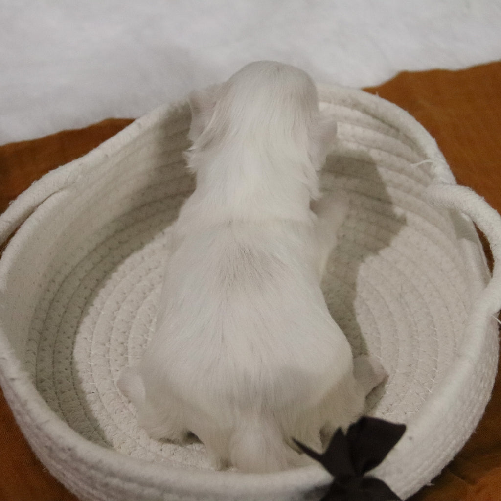 Bruce - Available 12/31