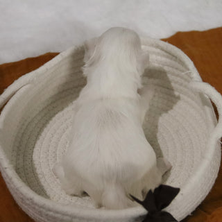 Bruce - Available 12/31