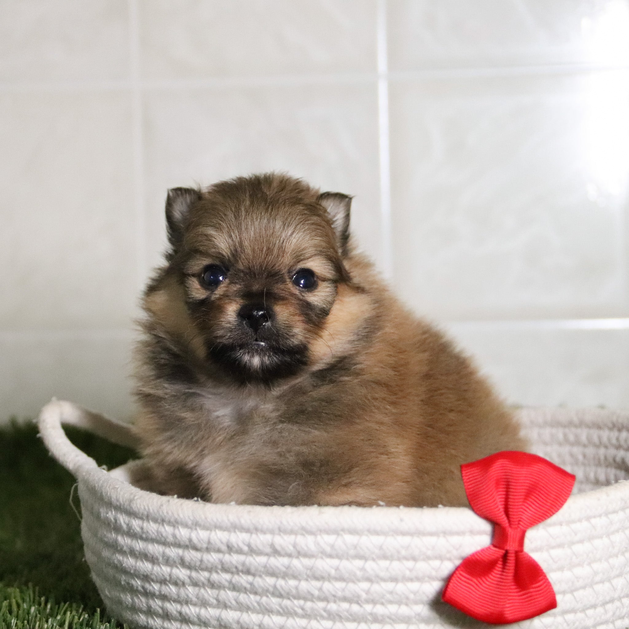 puppies for sale in morrisville