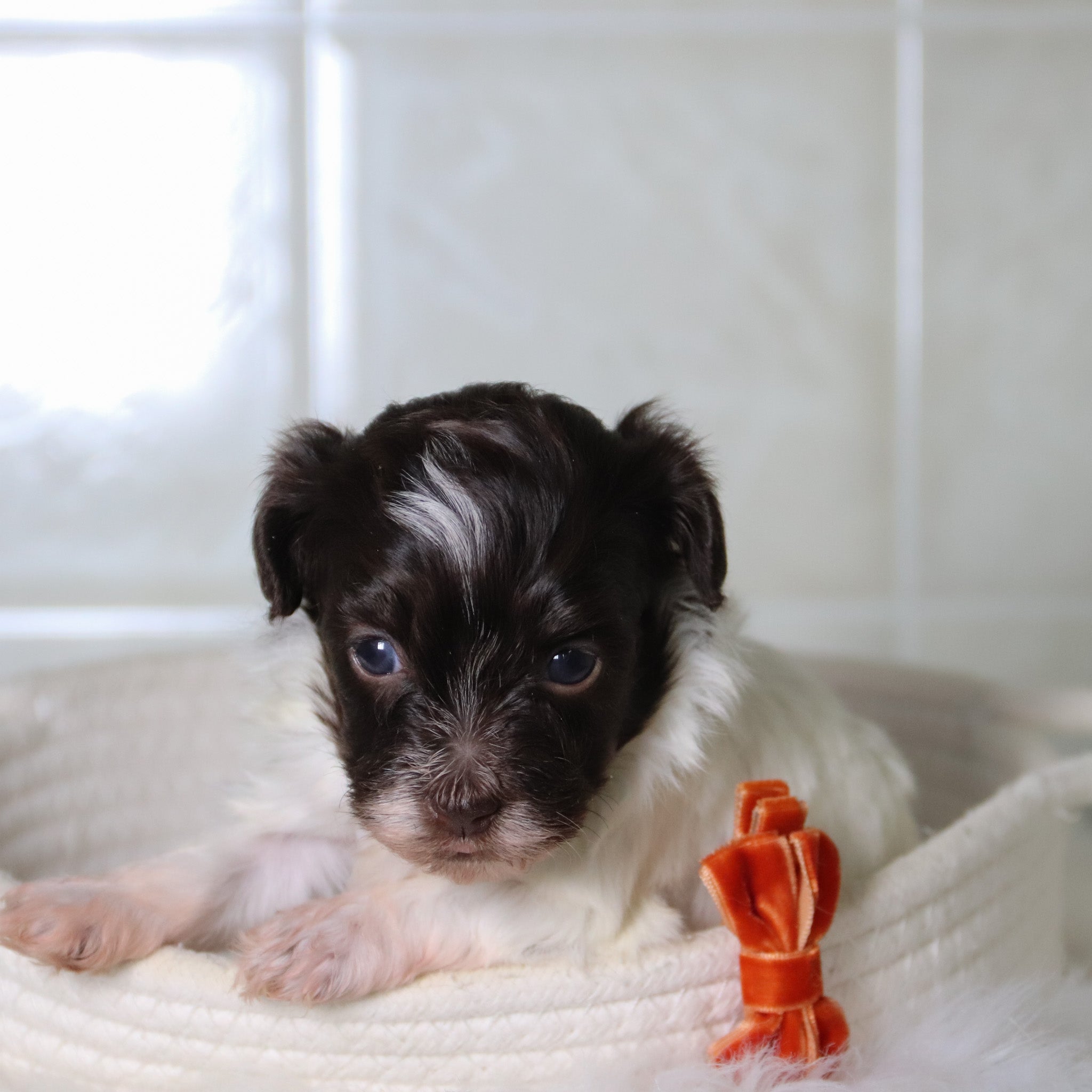 why choose happytail puppies