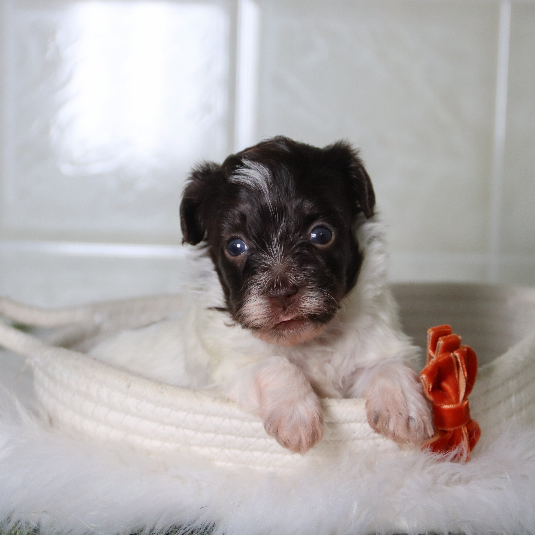 puppies for sale in Wallburg