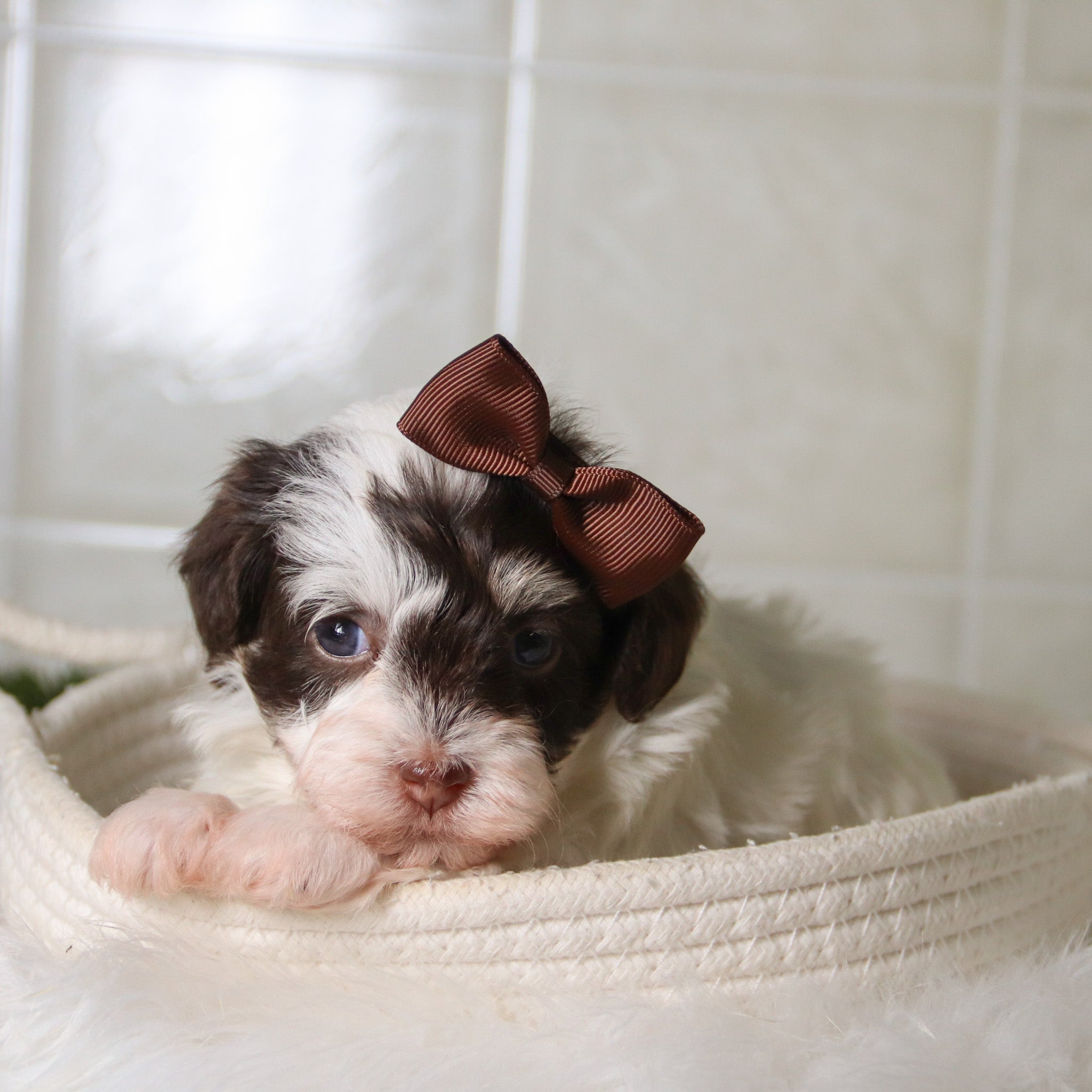 Why choose Happytail Puppies?