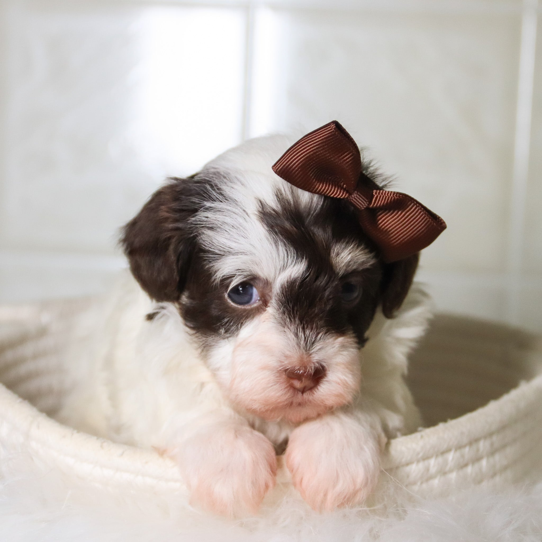 Puppies for sale in Rocky Mount