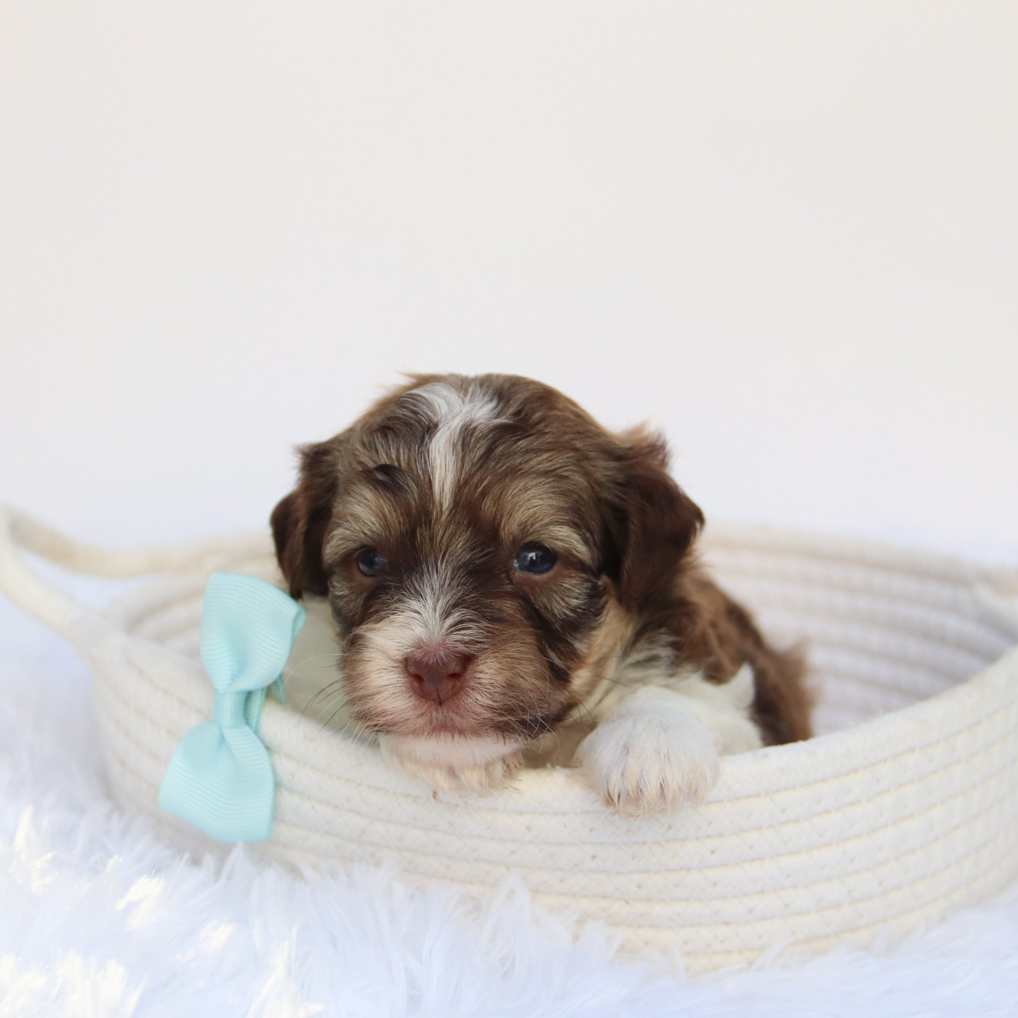 Puppies for sale in Garden Grove