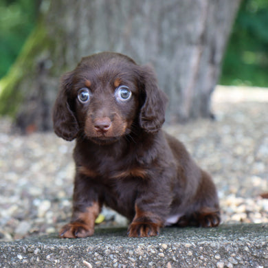 Louisa - Available Now