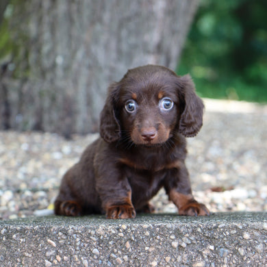 Louisa - Available Now