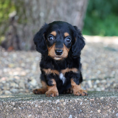 Rossy - Available Now