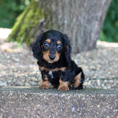 Rossy - Available Now