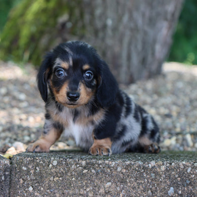 Caleb - Available Now