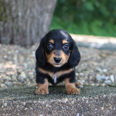 Janie - Available Now