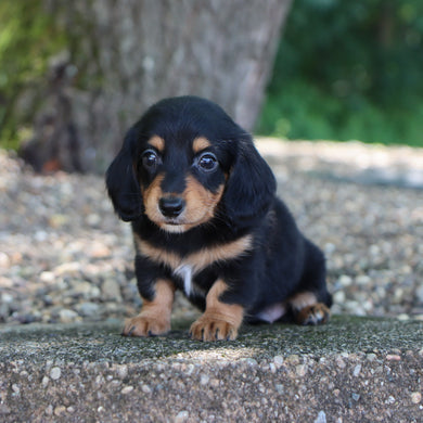 Janie - Available Now