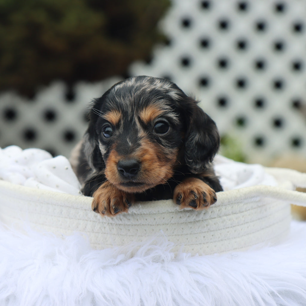 Blueberry - Available Now