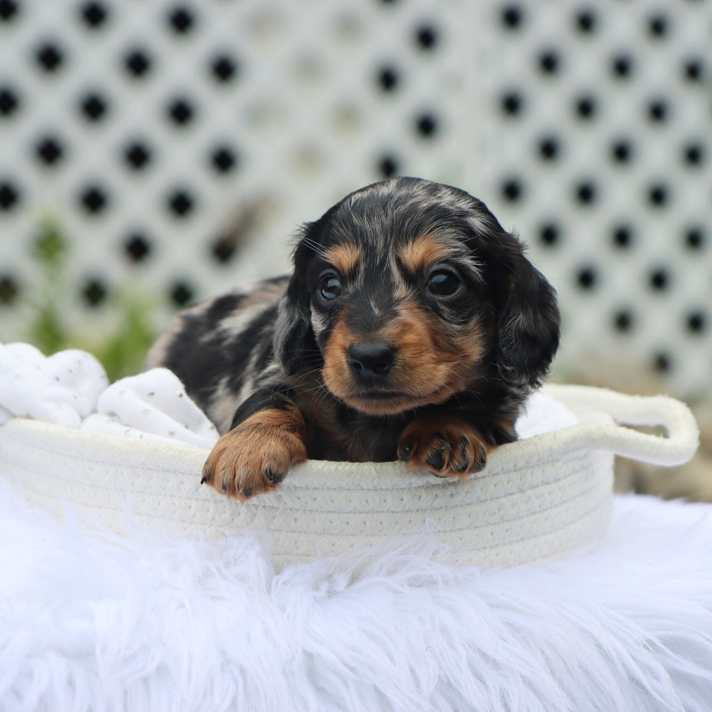 Blueberry - Available Now