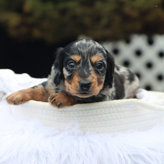 Blueberry - Available Now