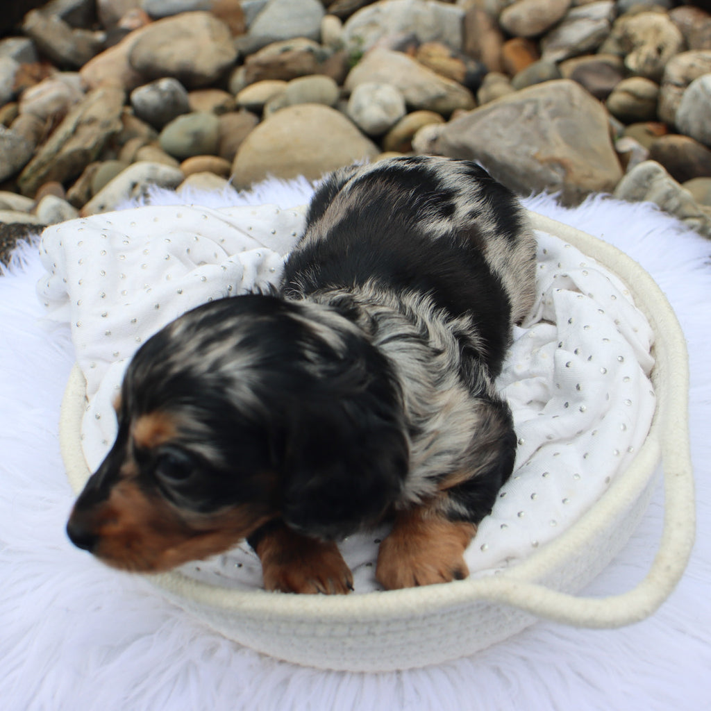 Blueberry - Available Now